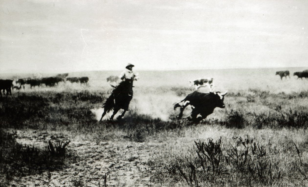 Cowboy på hesteryggen som lasser en kalv (bw-bilde) av L.A. Huffman