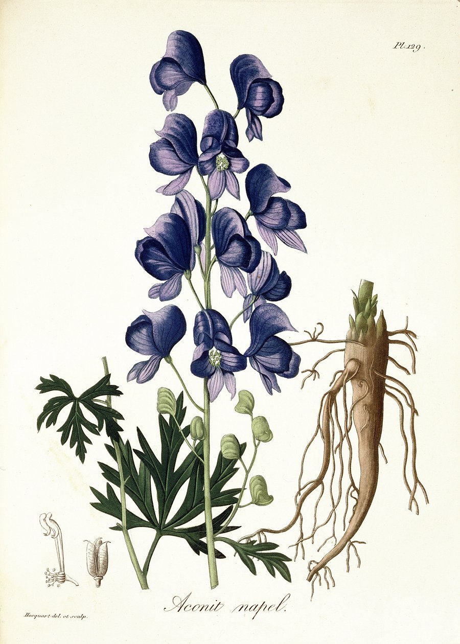 Aconitum Napellus fra 
