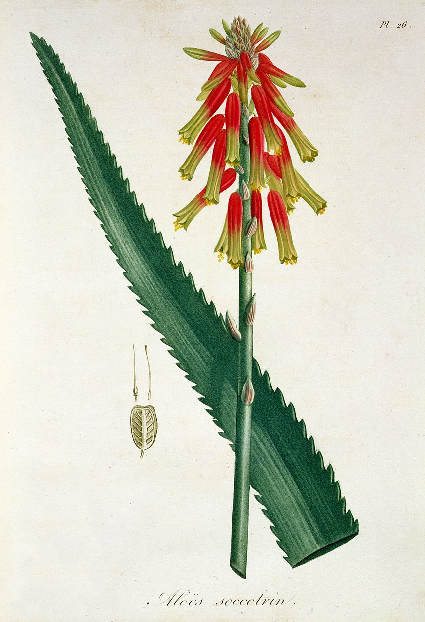 Aloe fra 