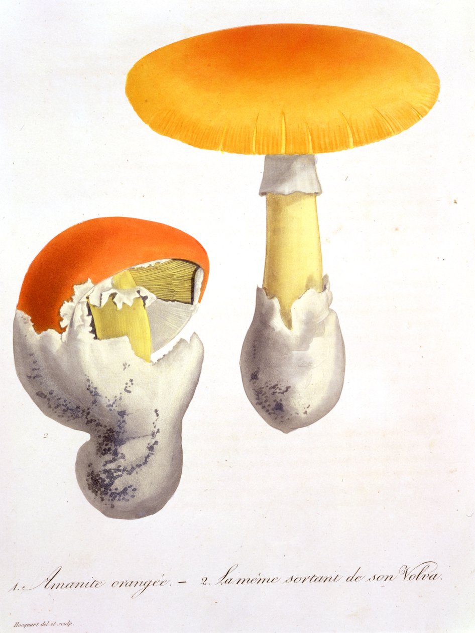Amanita Caesarea fra 