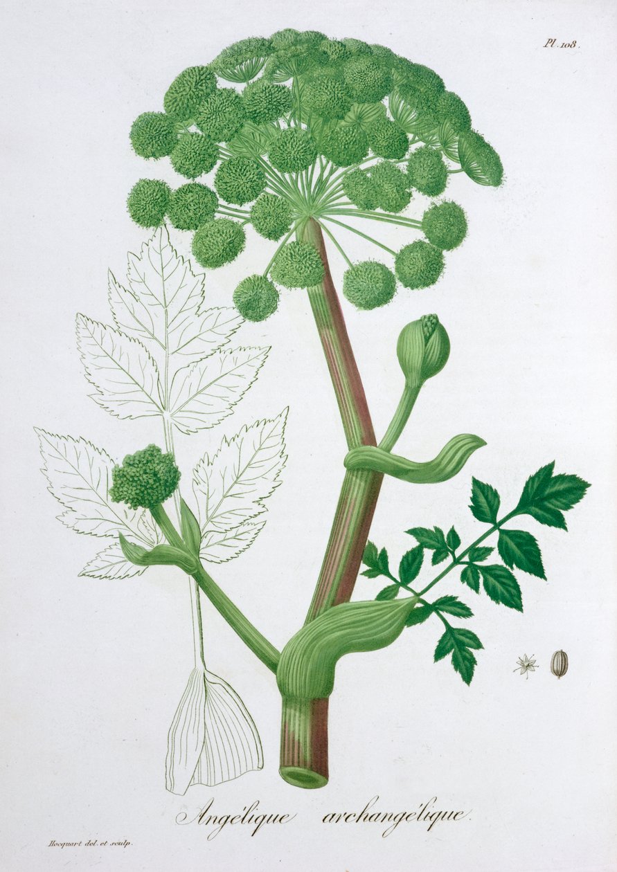 Angelica Archangelica Garden Angelica, 1821 av LFJ Hoquart