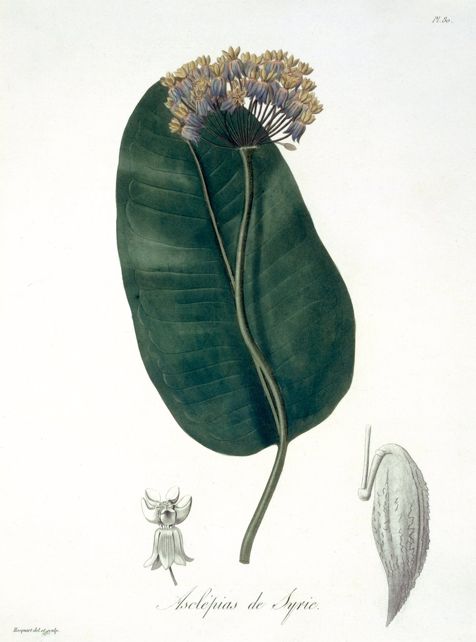 Asclepias Syriaca fra 