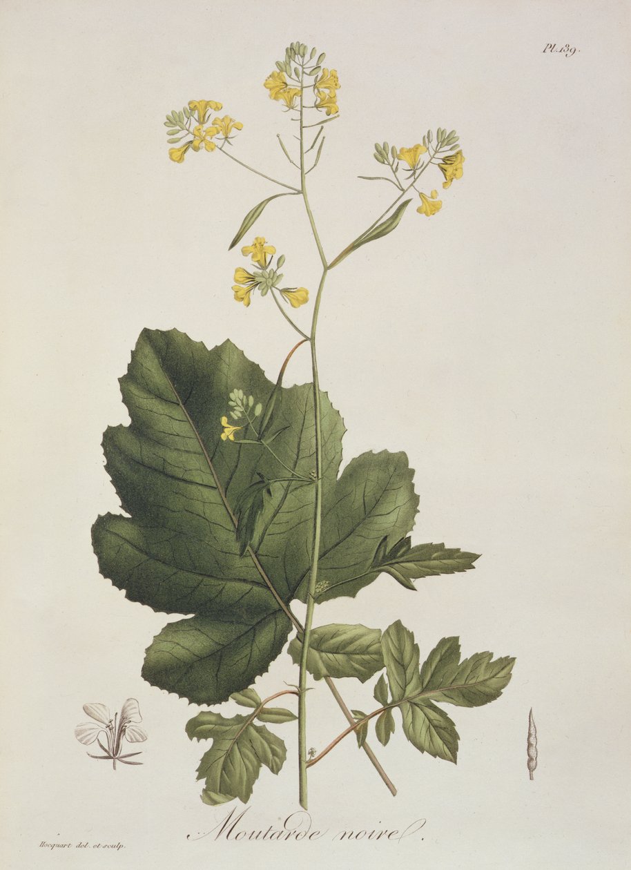 Brassica nigra fra 