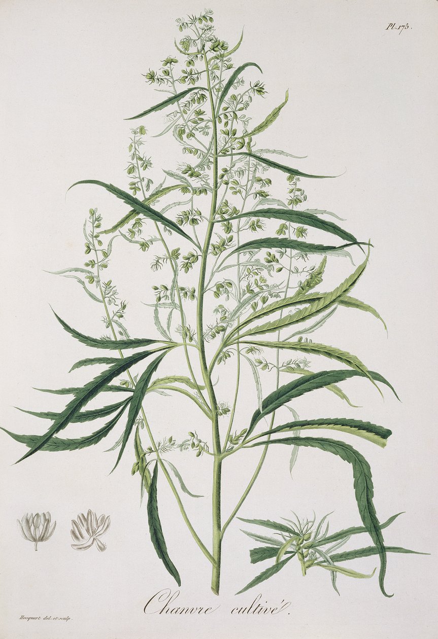 Cannabis Sativa fra 