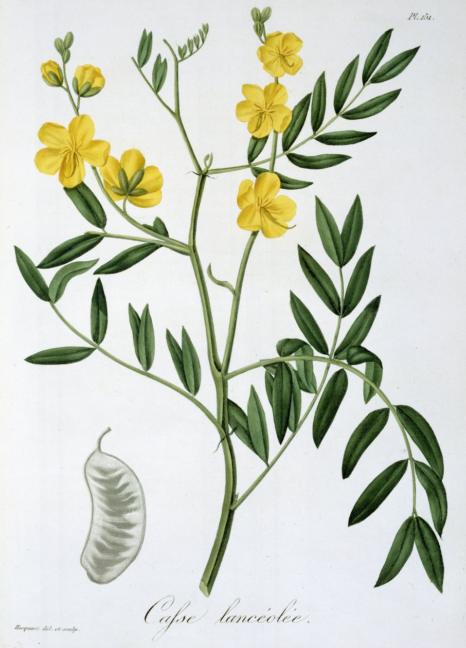 Cassia fra 