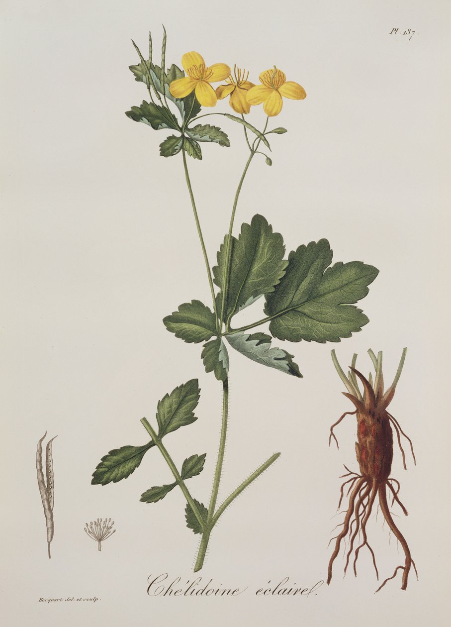 Celidonium Majus fra Phytographie Medicale av Joseph Roques (1772-1850), utgitt i 1821 av L.F.J. Hoquart