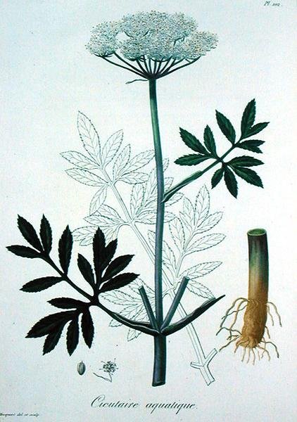 Cicuta Virosa fra 