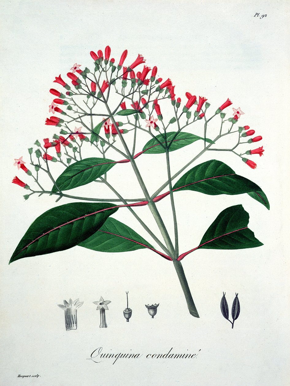 Cinchona fra 