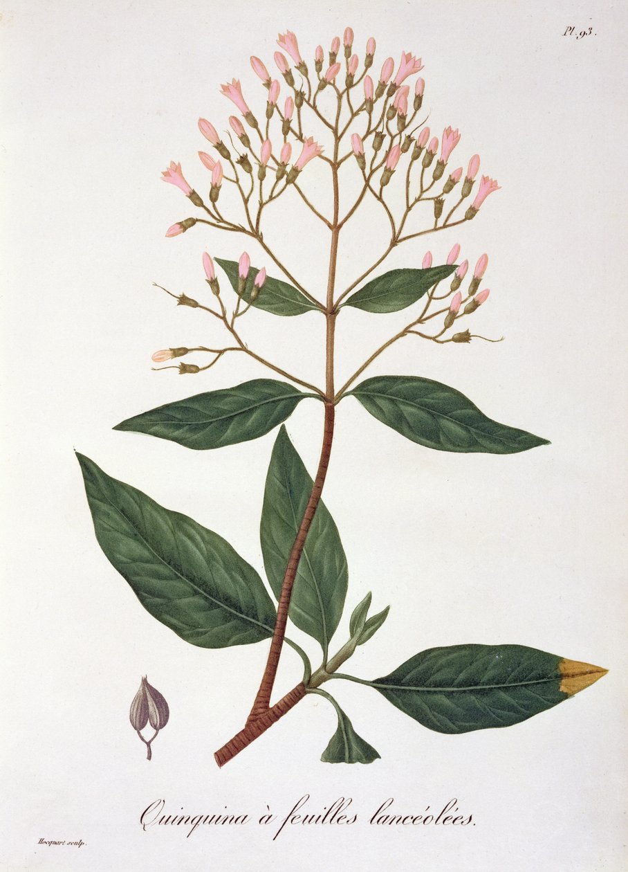 Cinchona fra 'Phytographie Medicale' av Joseph Roques (1772-1850), utgitt i 1821 av L.F.J. Hoquart