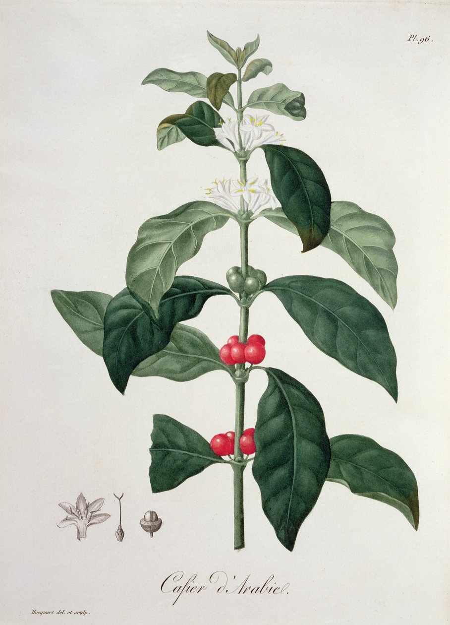 Coffea Arabica fra 
