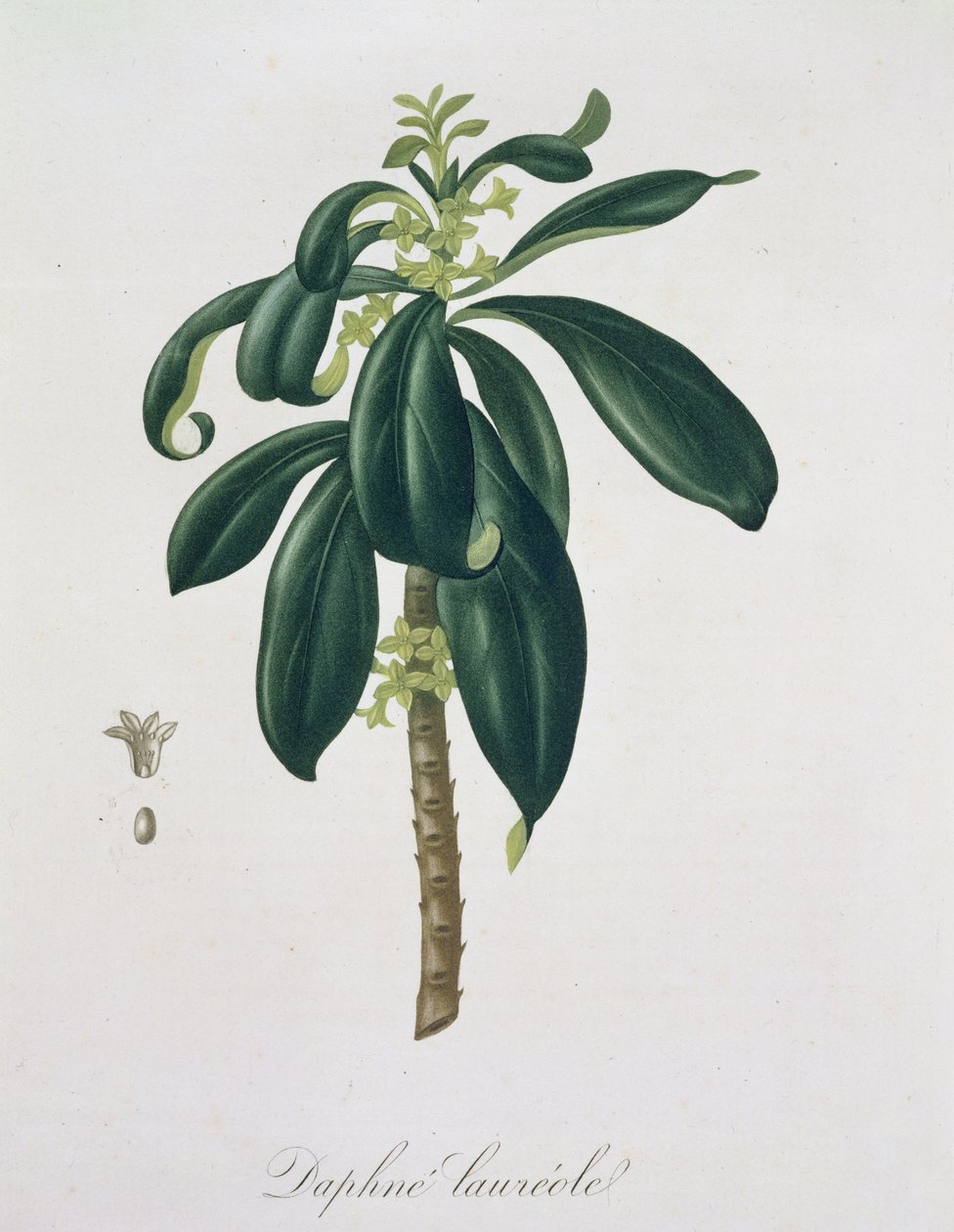 Daphne Laureda fra 