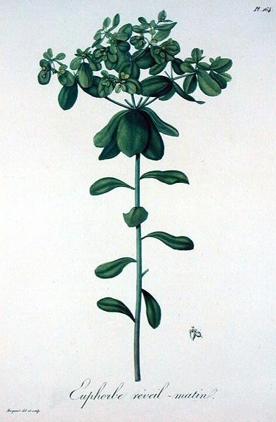 Euphorbia Helioscopia fra 