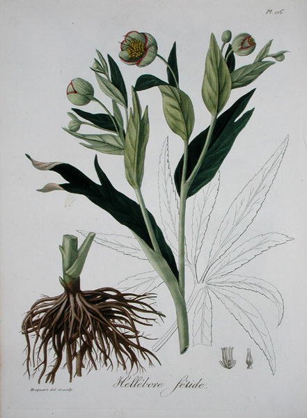 Helleborus Foetidus fra 