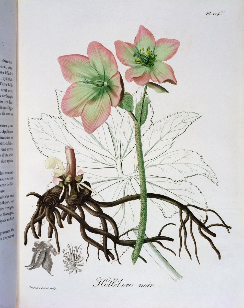 Helleborus Niger fra 