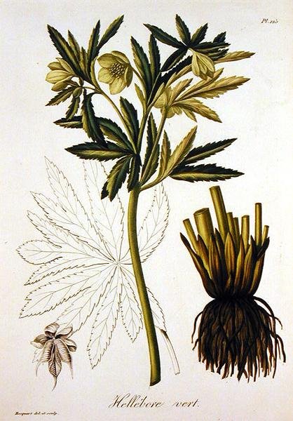 Helleborus Viridis fra 