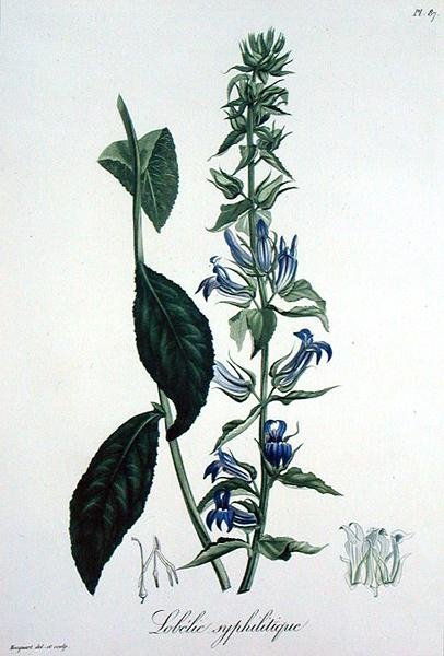 Lobelia Siphilitica fra 