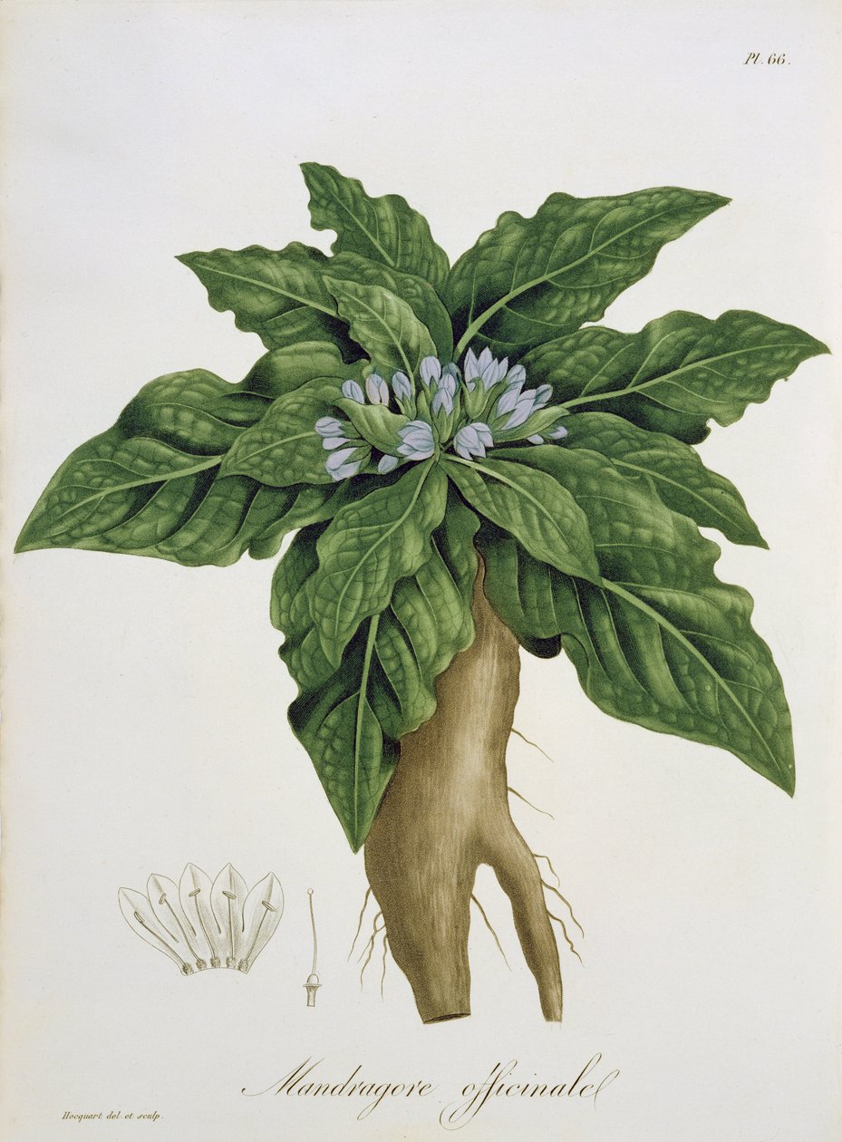 Mandragora Officinarum fra 