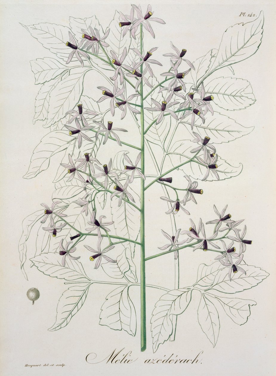Melia Azedarach fra 'Phytographie Medicale' av Joseph Roques (1772-1850), utgitt i 1821 av L.F.J. Hoquart