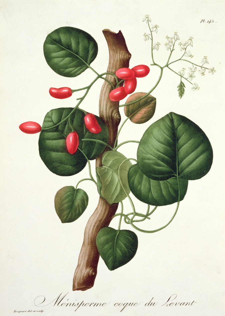 Menispermum fra 'Phytographie Medicale' av Joseph Roques (1772-1850), utgitt i 1821 av L.F.J. Hoquart