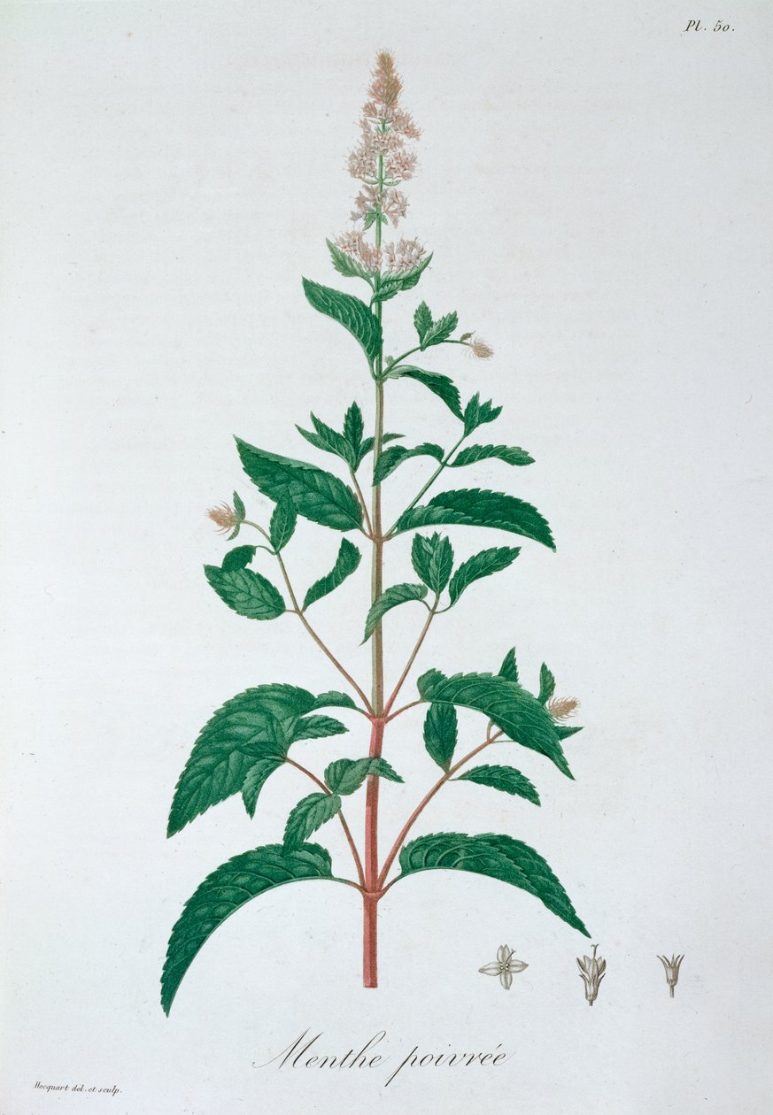 Mentha Piperita Peppermint, 1821 av LFJ Hoquart