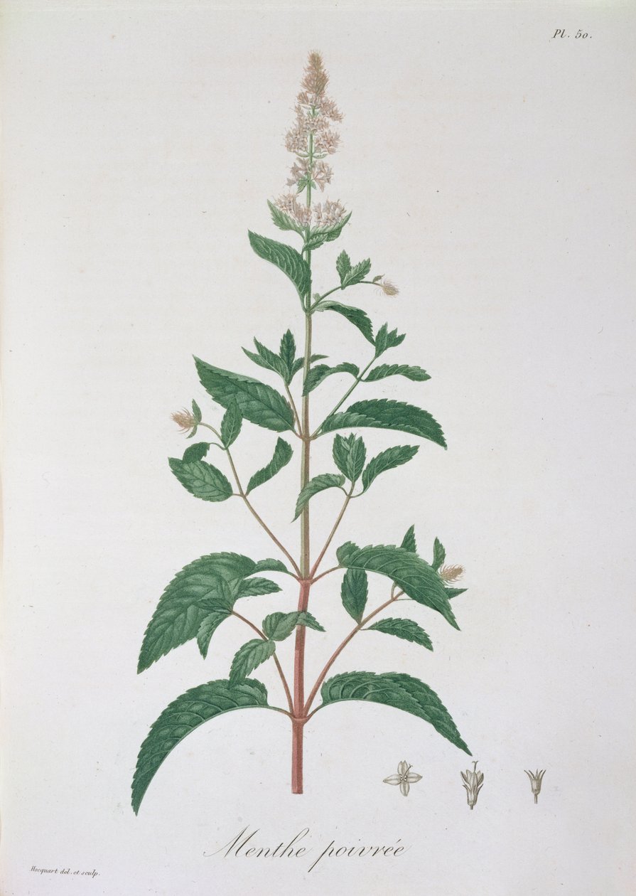 Mentha Piperita fra 