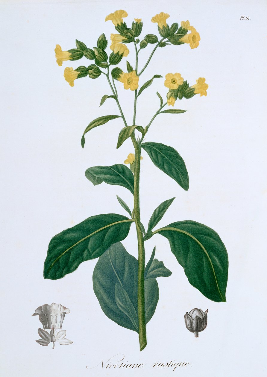 Nicotiana Tobacco, 1821 av LFJ Hoquart