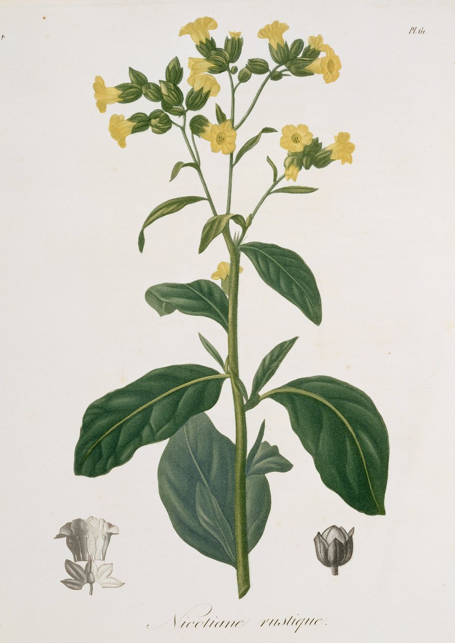 Nicotiana fra 