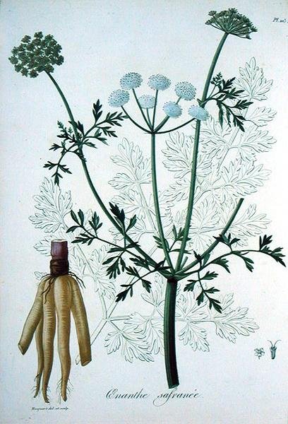 Oeanthe Crocata fra 