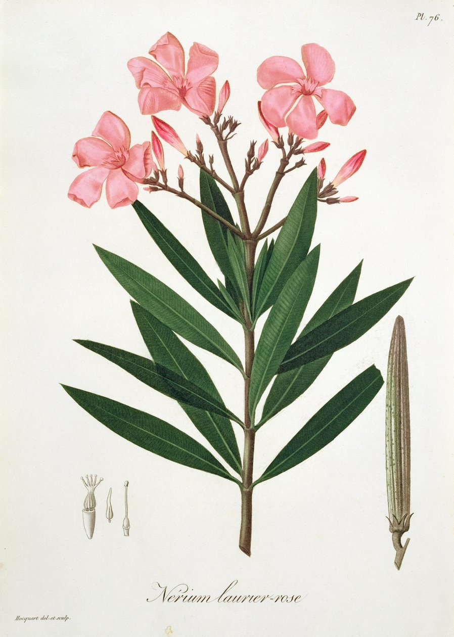 Oleander fra 