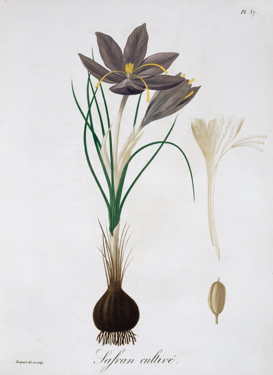 Safrankrokus, 1821. av LFJ Hoquart