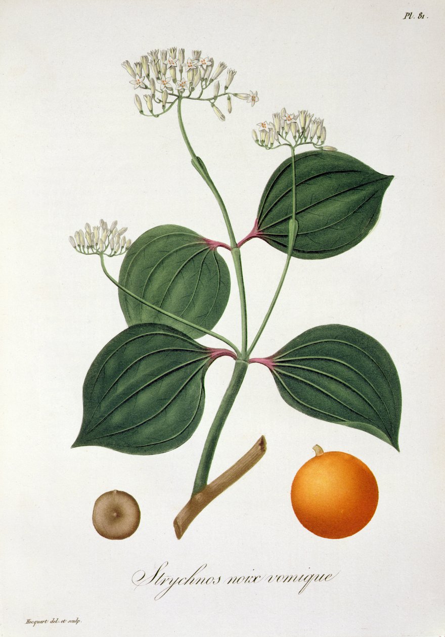 Strychnos nux vomica fra 