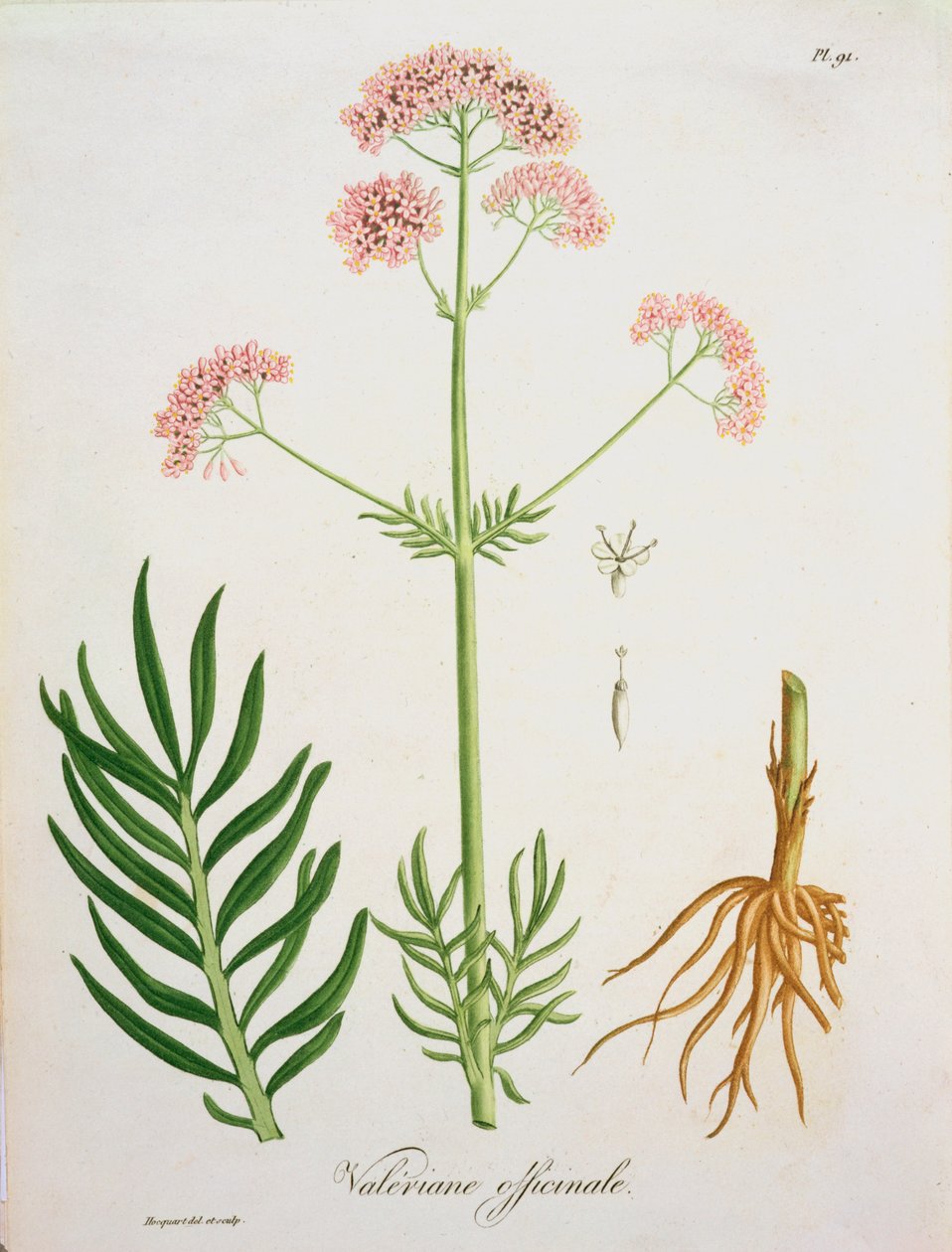 Valerian fra 