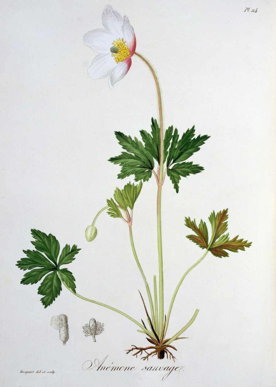 Wood Anemone fra 