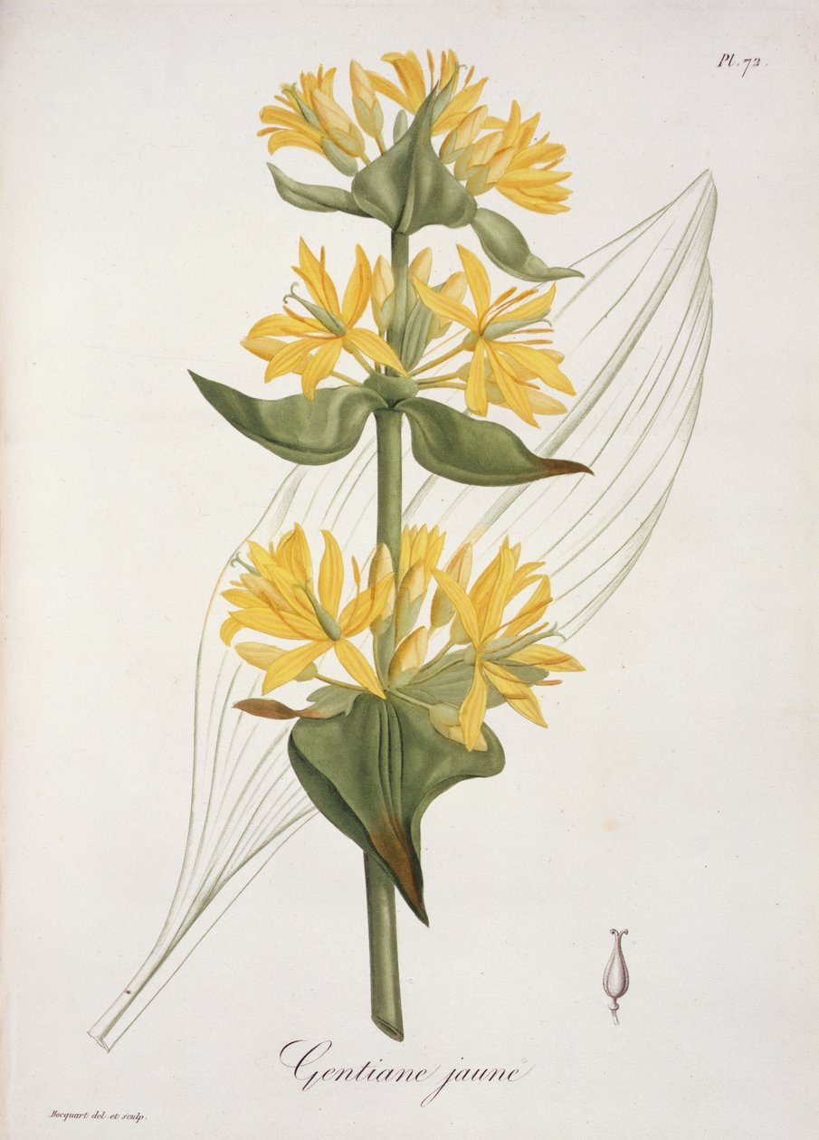 Yellow Gentian fra 