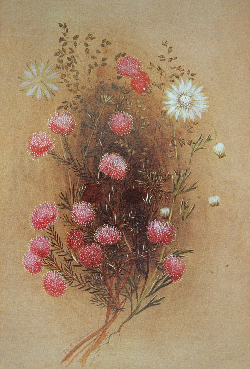 Melaleuca eller Flanellblomst, 1800-tallet av Lady Margaret Forest