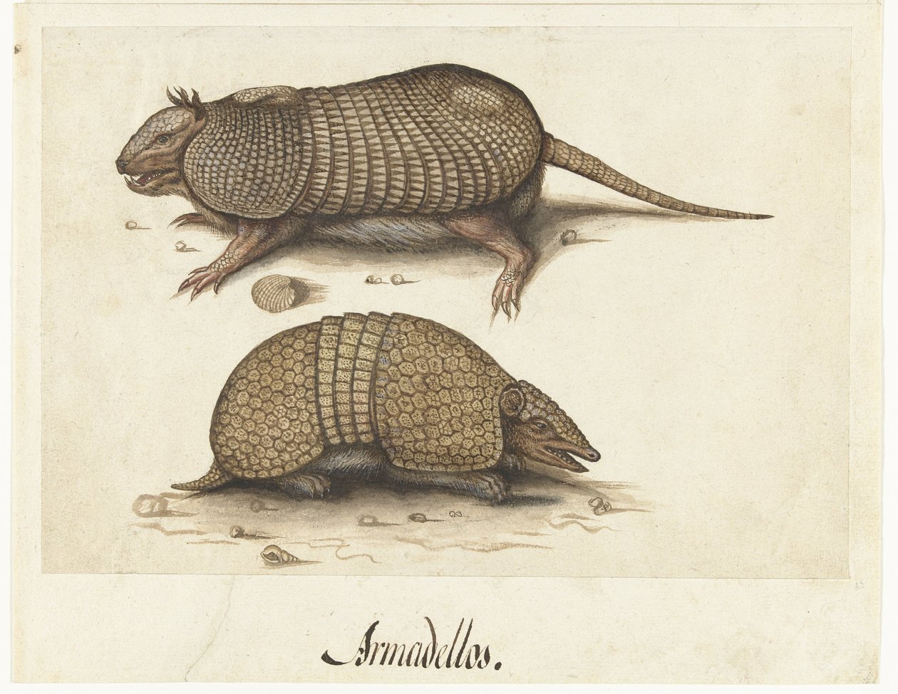 Albumark med to beltedyr Armadillos av Lambert Lombard (rejected attribution)