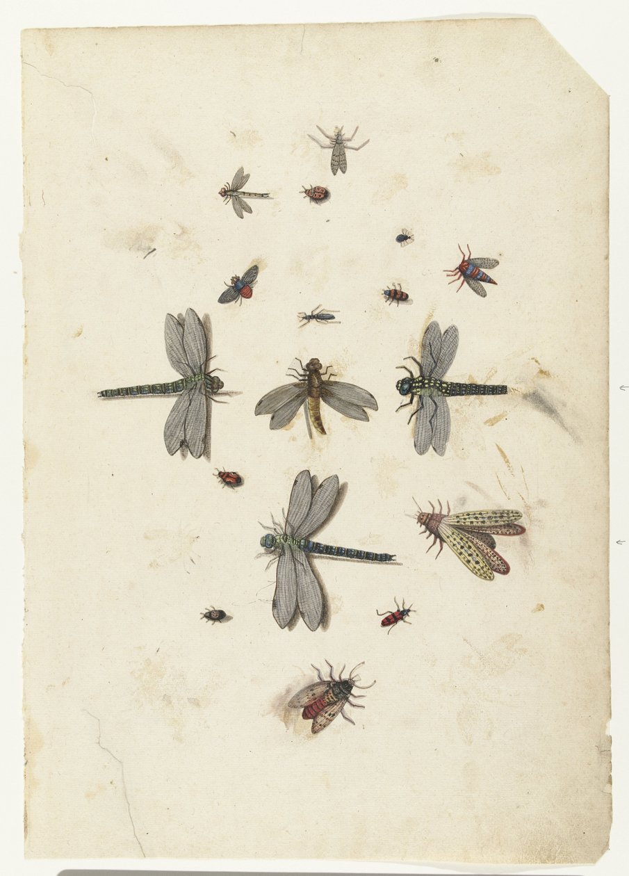 Øystikker og flygende insekter av Lambert Lombard
