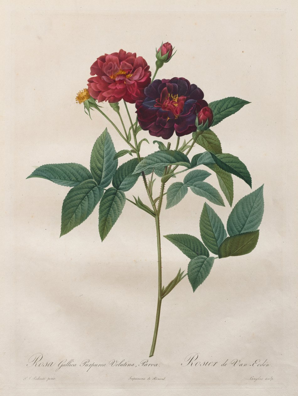 Rosene: Rosa Gallica Purpurea Velutina Parva av Langlois