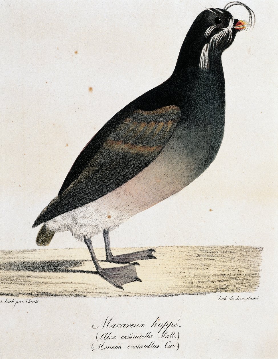 Crested Auklet (Aethia cristatella), fra Picturesque Voyage Around the World av Langlume Langlume