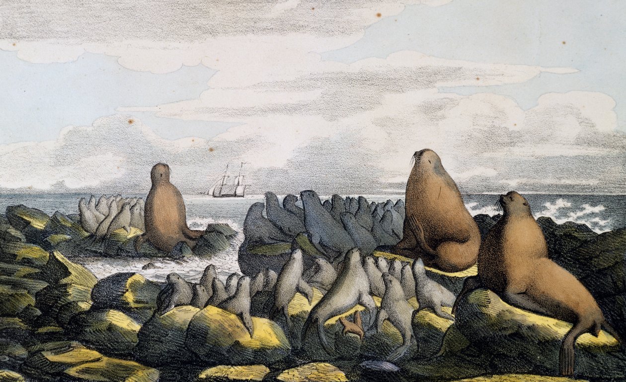 Sjøbjørner fra Saint Paul Island, Alaska, fra Scenic Voyage Around the World av Langlume Langlume
