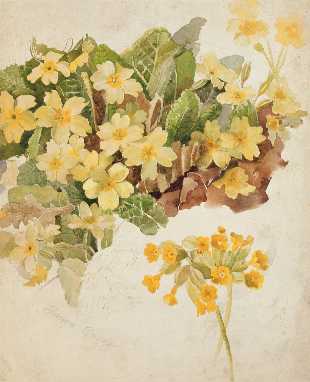 Studie av Primroses og Cowslips av Laura Darcy Strutt