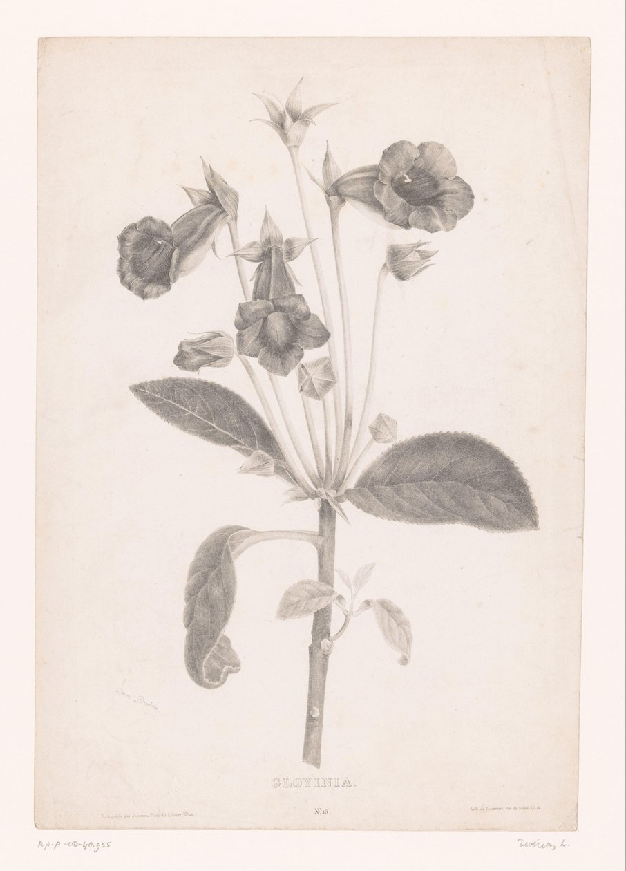 Gloxinia Gloyinia (tittel på objekt) av Laure Devéria