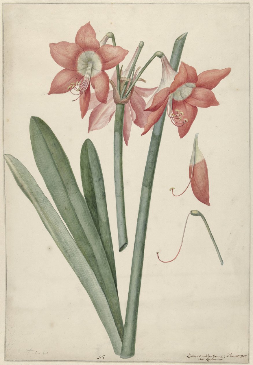 Amaryllis Haoorthia Margaritiferas av Laurens Jacobsz. van der Vinne