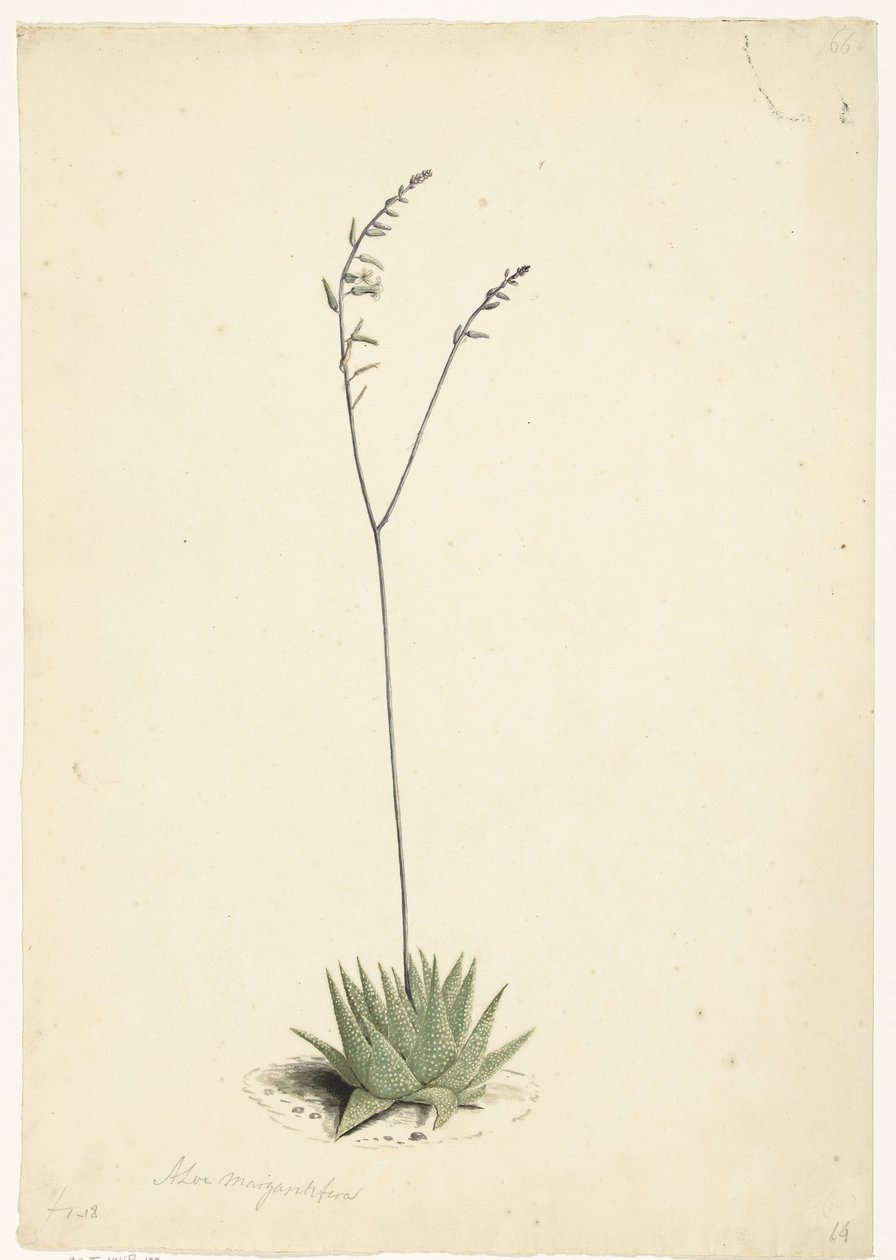 Blomstrende aloe av Laurens Vincentsz. van der Vinne