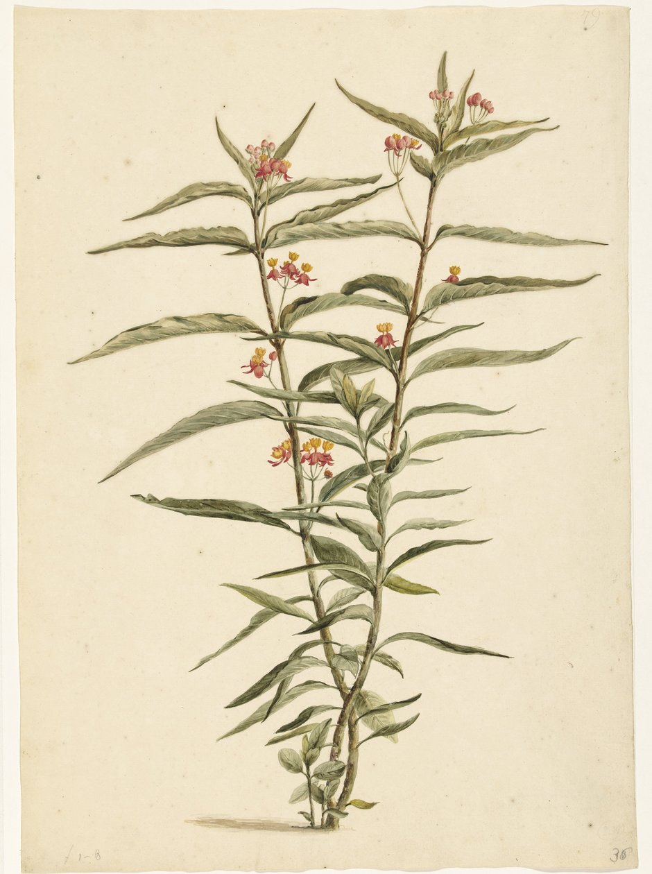 Blomstrende johannesurt (Asclepias curassavica) av Laurens Vincentsz. van der Vinne