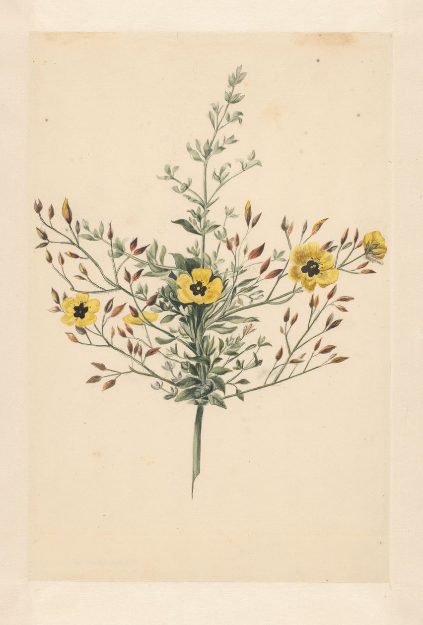 Himmelsk rose av Laurens Vincentsz. van der Vinne