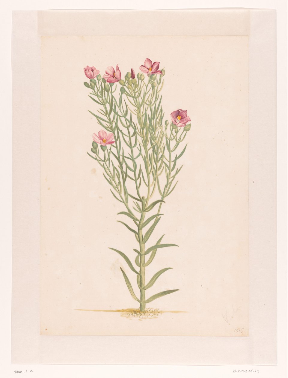Plante med rosa blomster (tittel på objekt) av Laurens Vincentsz. van der Vinne