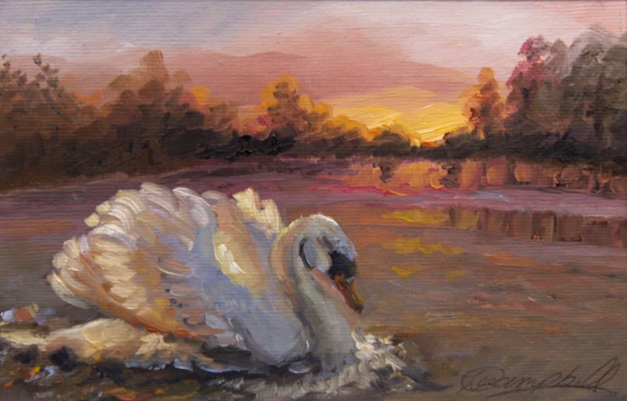 Swan at Sunrise, 2016, (olje på papir) av Lee Campbell