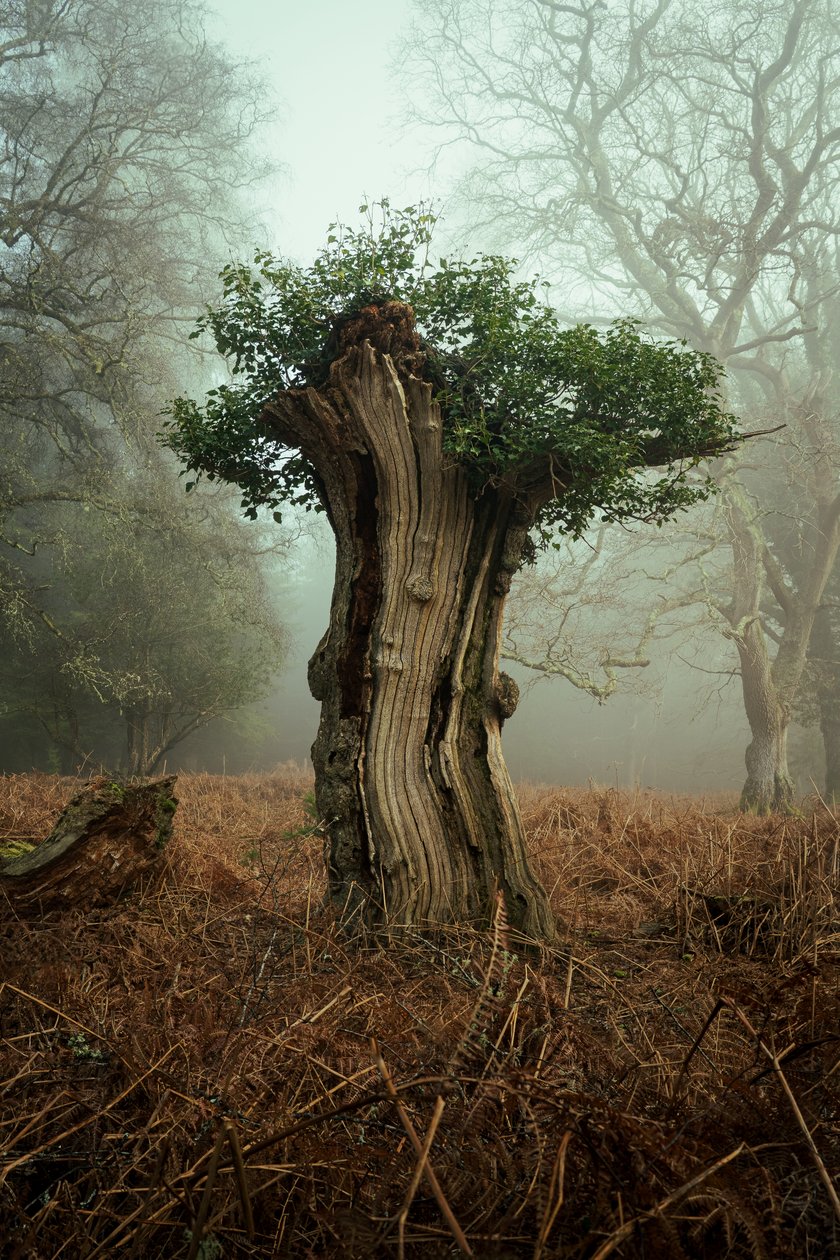 Gammel bonsai, 2025 (bilde) av Lee Cooper
