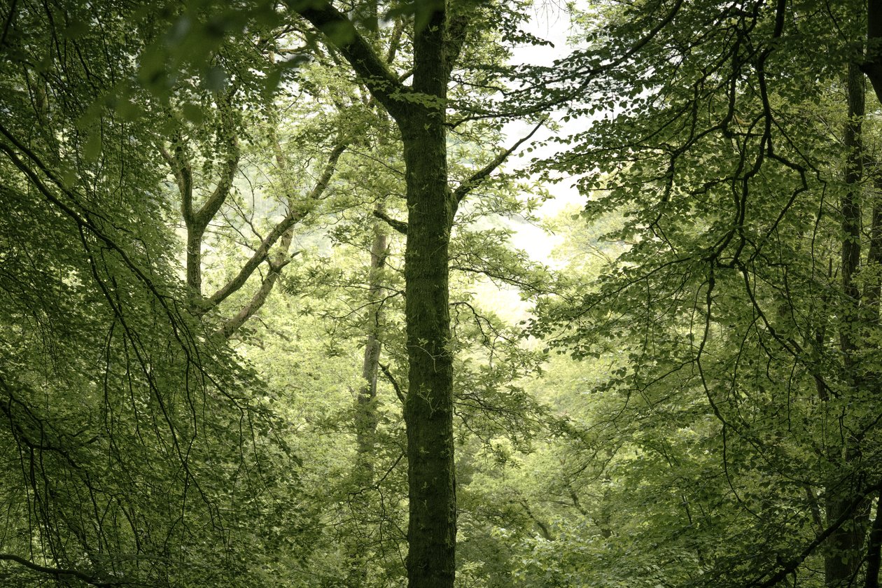 Branchline, 2024 (bilde) av Lee Cooper